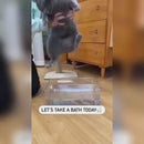 3 In 1 Pet Steam Brush Cat Dog Cleaning Steamy Spray Massage Beauty Comb Hair Removal Grooming Supplies Pets Accessories - BingoRealm Store